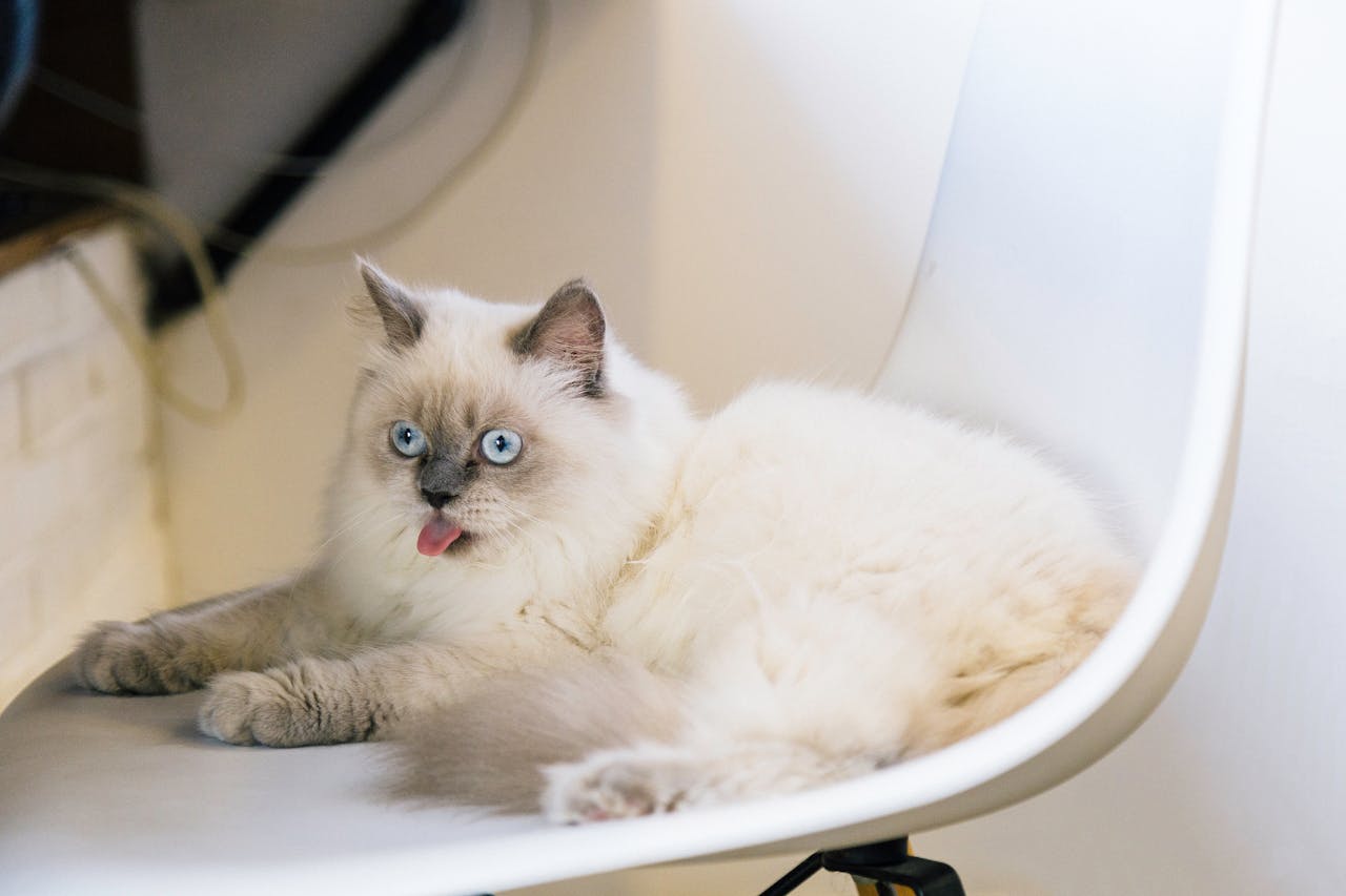 How to Keep Your Cat Healthy and Happy: A Complete Guide