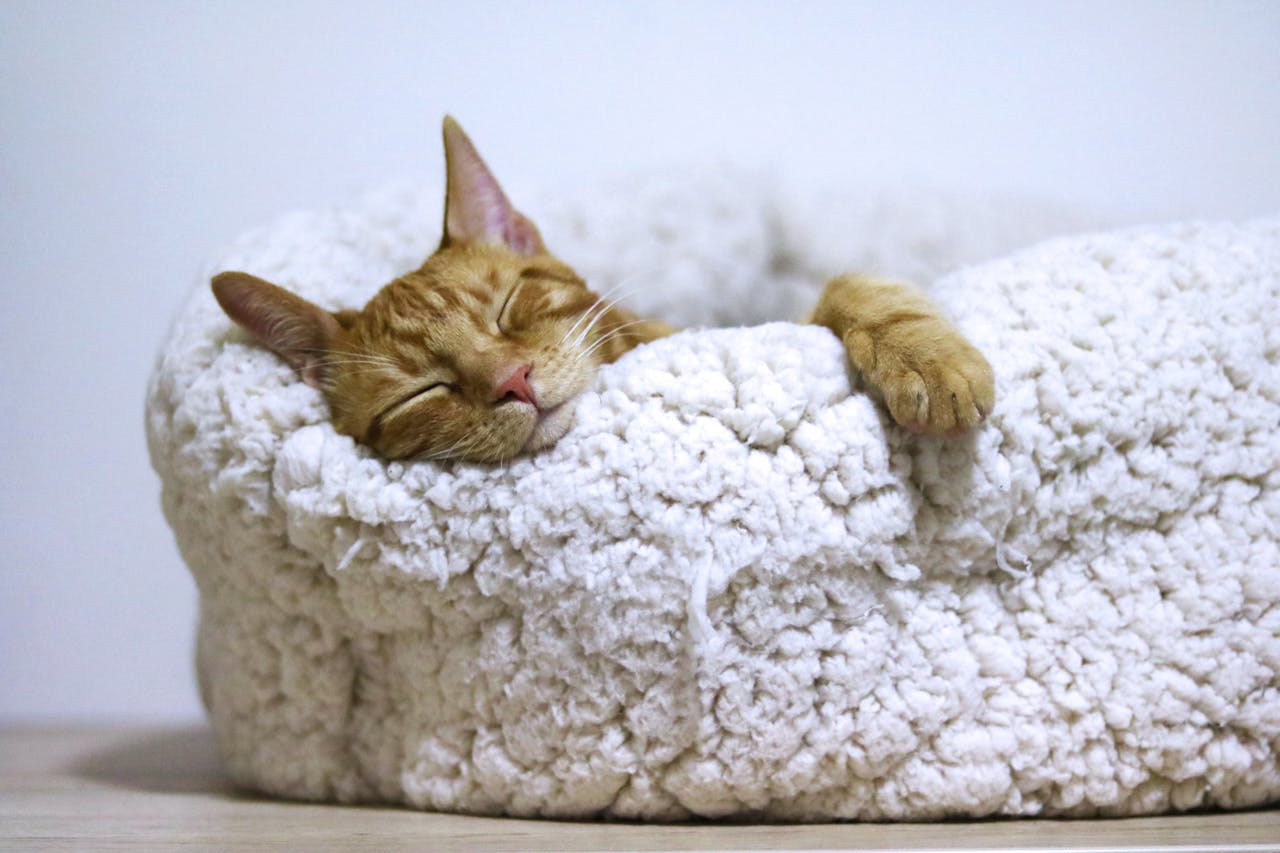 Emotional Bonding: The Key to a Happy Cat