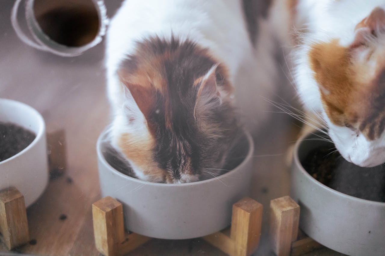 Homemade Pet Food Recipes: Healthy and Nutritious