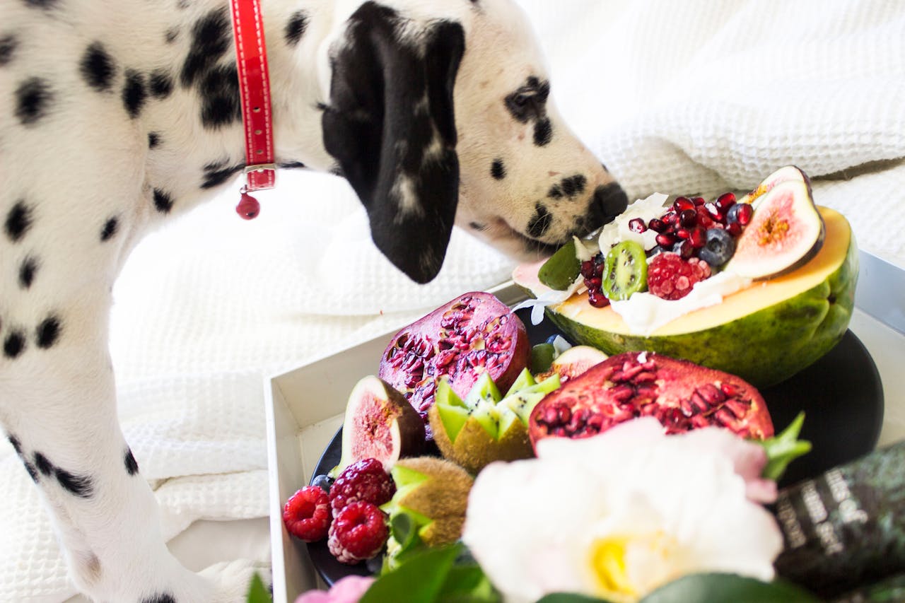 Recipe for Dogs: Chicken and Sweet Potato Delight