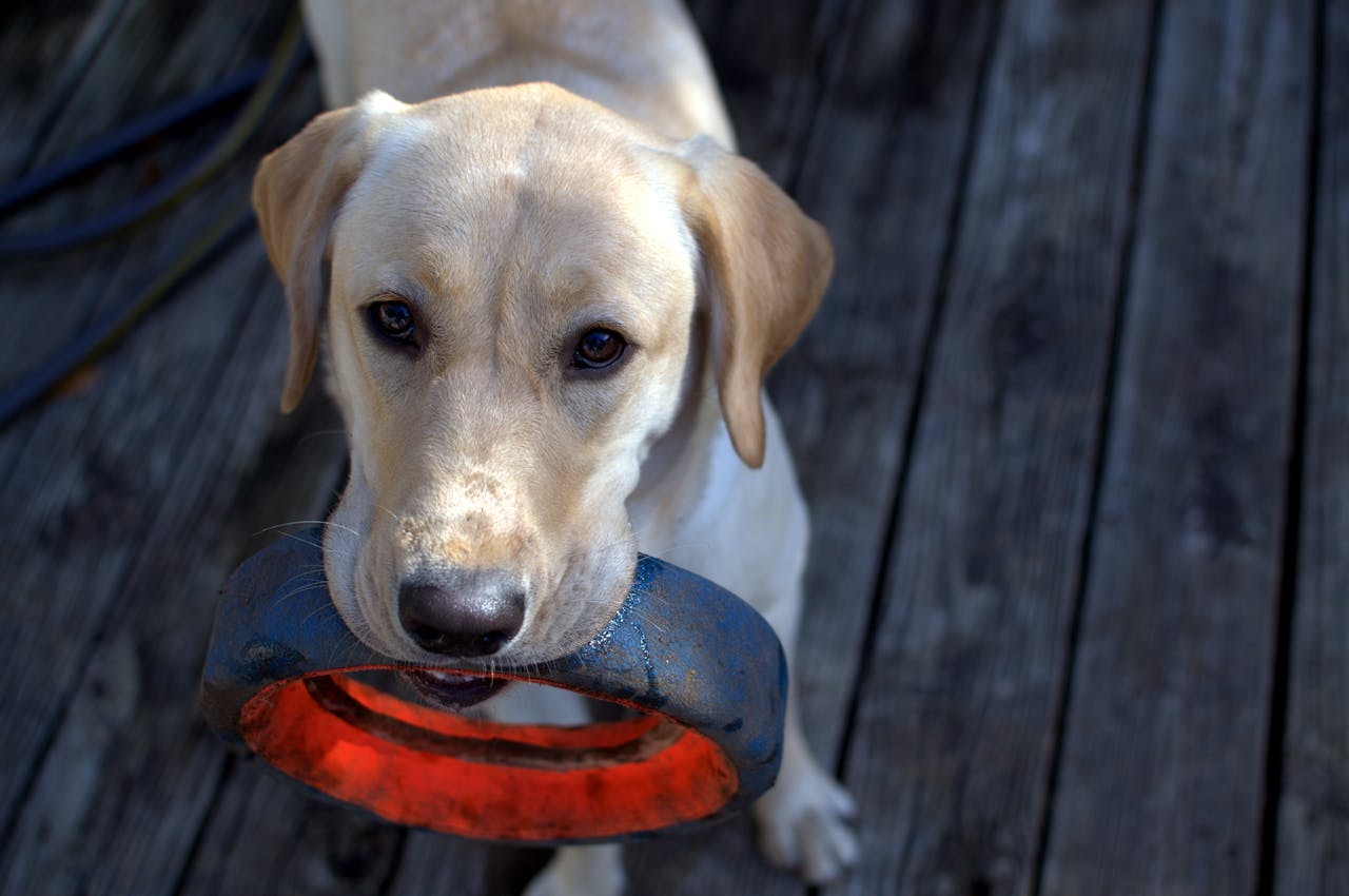 DIY Pet Projects: Toys, Beds, and More