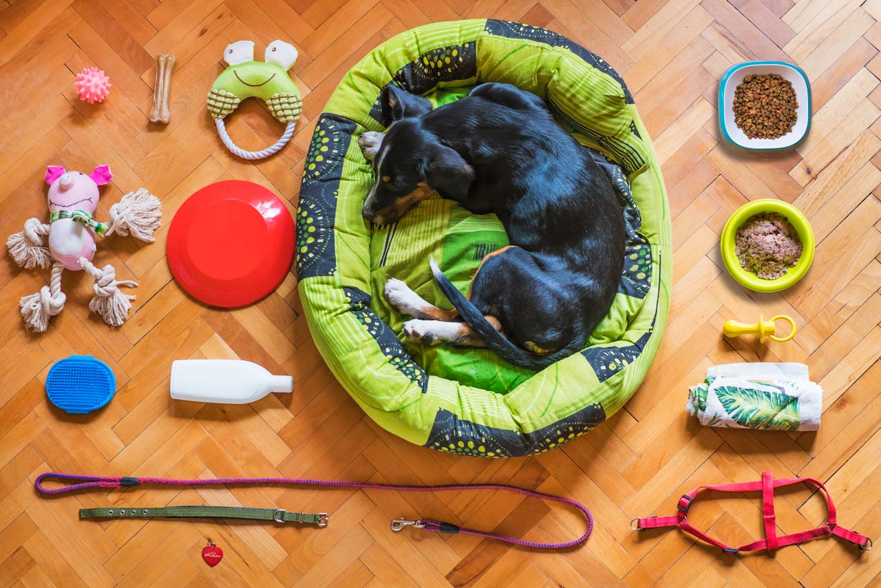 DIY Feeding Stations and Enrichment
