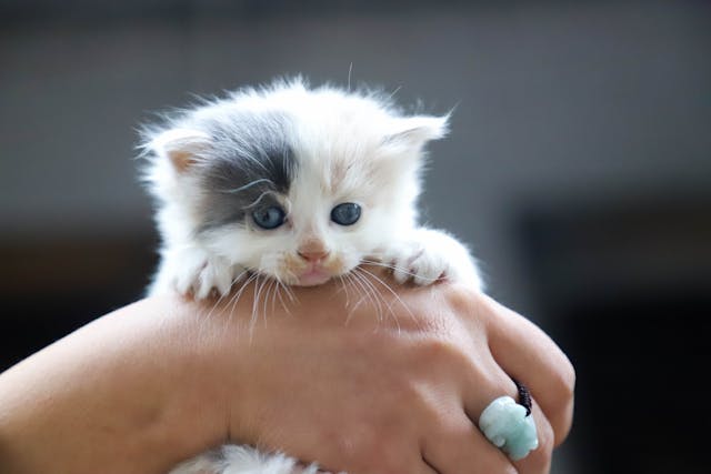 Helping Your Rescue Pet Adjust to a New Home