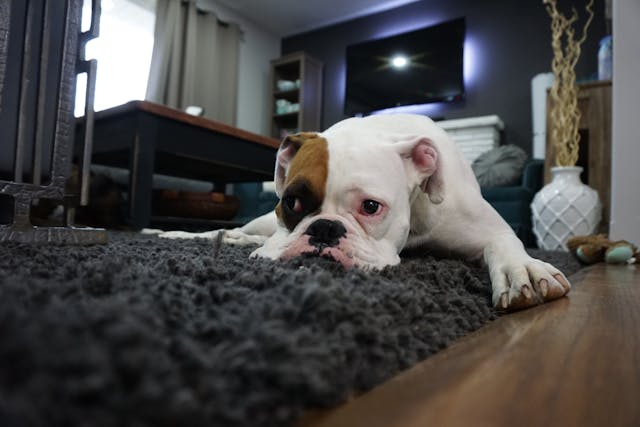 Apartment Living with Pets: Tips and Tricks