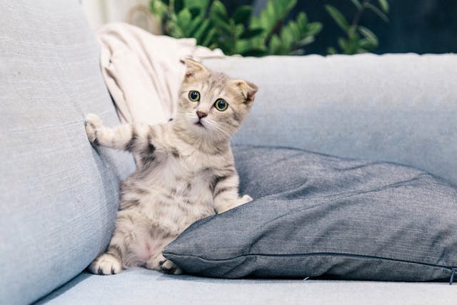 Keeping Your Apartment Clean