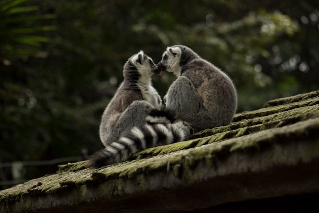 Madagascar