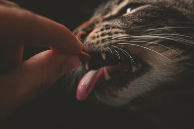 Supplements for Pets: What You Need to Know