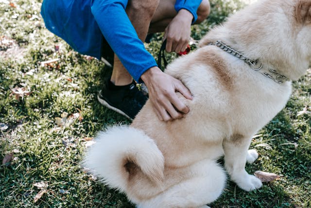 Understanding Your Pet’s Body Language