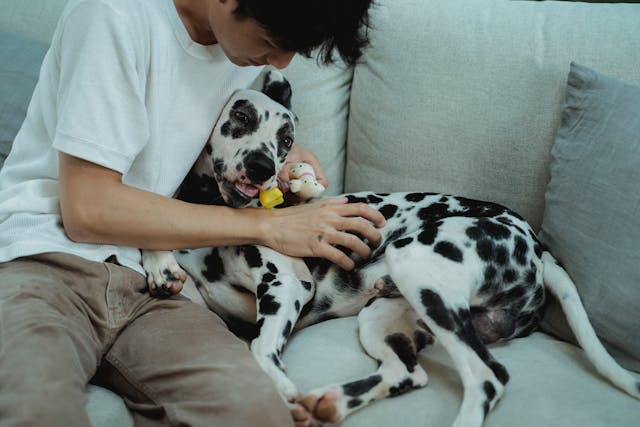 Breeding and Pet Stores