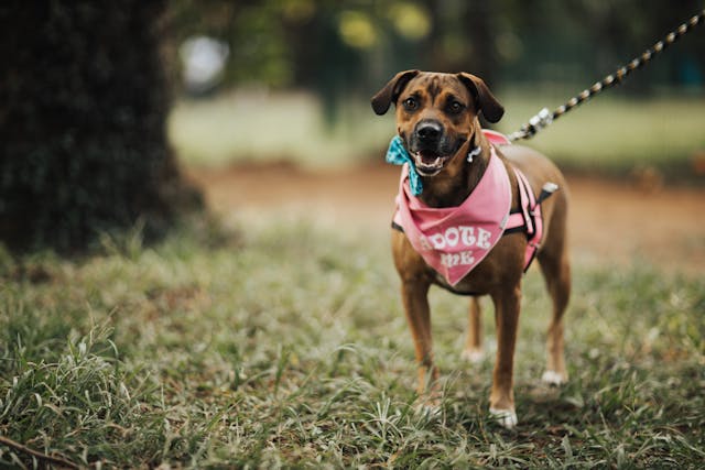 Adopting vs. Shopping for a Pet: Making the Right Choice for Your Family