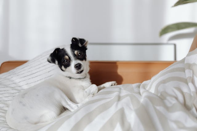 Pet-Proofing Your Home: Safety Tips for New Owners
