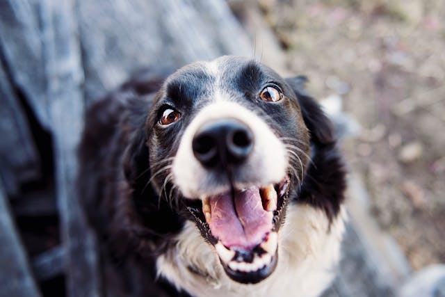 Understanding Dog Body Language