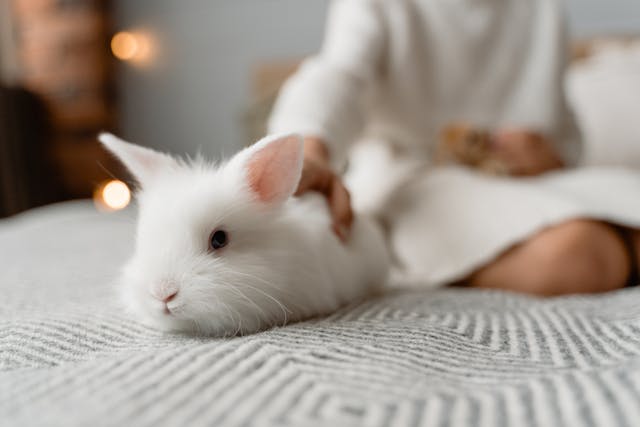 Understanding Small Pets (Rabbits, Guinea Pigs, etc.)
