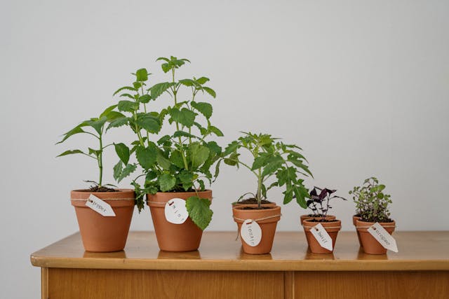 Spring Gardening: The Season of Renewal