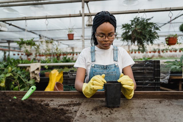 What to Plant in Winter (Indoor & Protected Gardens)