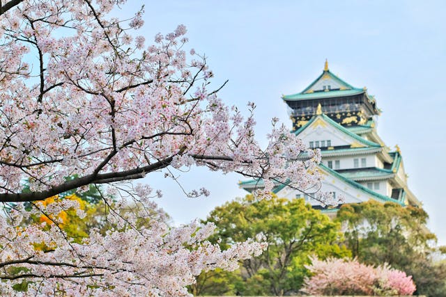 Cherry Blossom Festivals