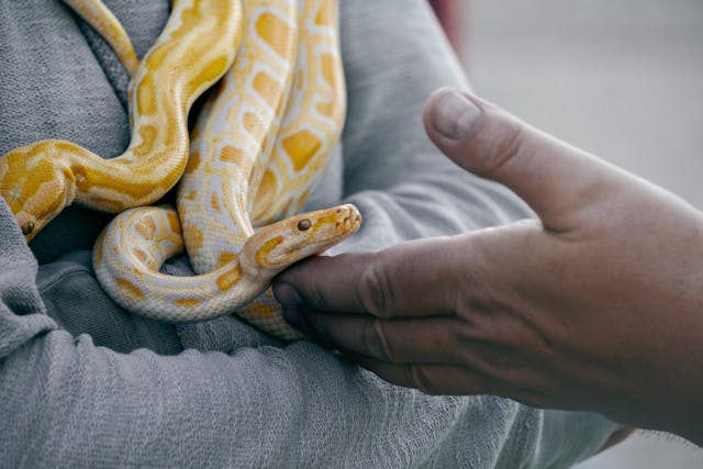 Understanding What Qualifies as an Exotic Pet