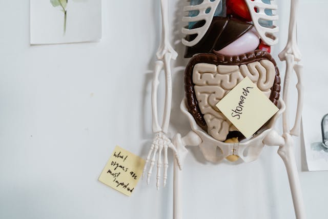 What Is the Gut Microbiome?
