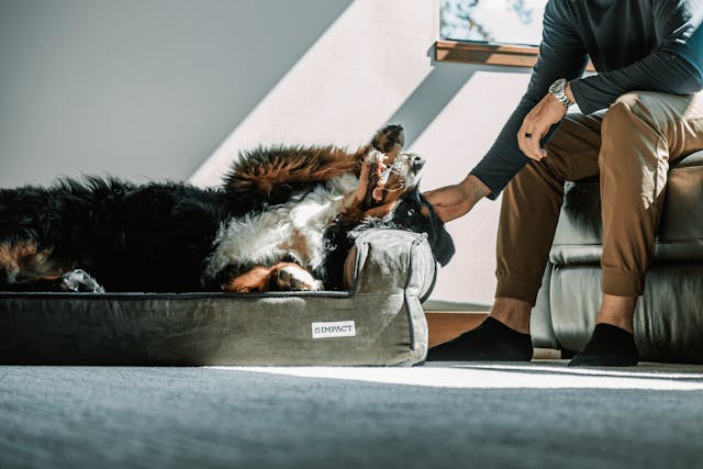 Stylish Pet Accessories