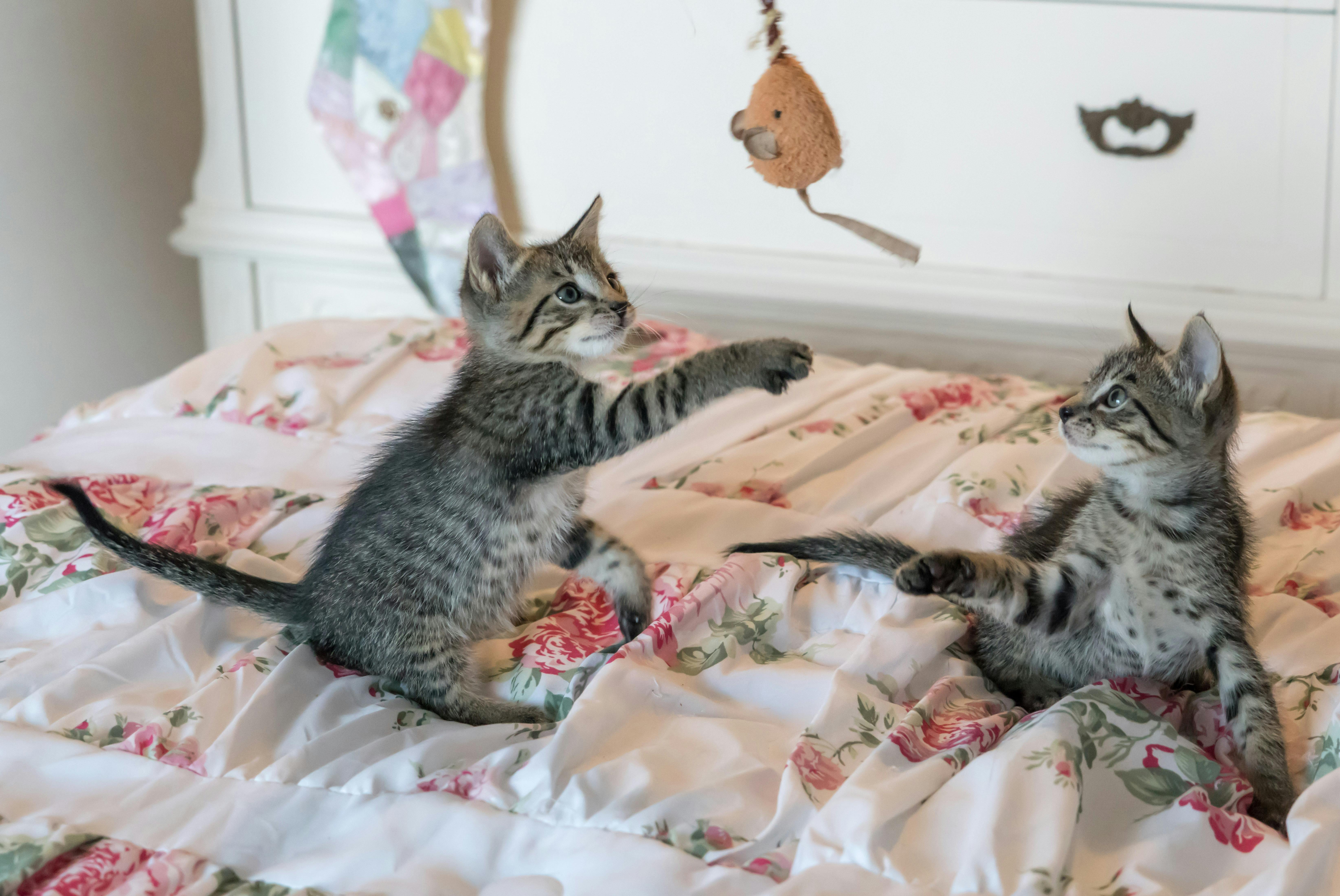 Start with Pet-Safe Furniture
