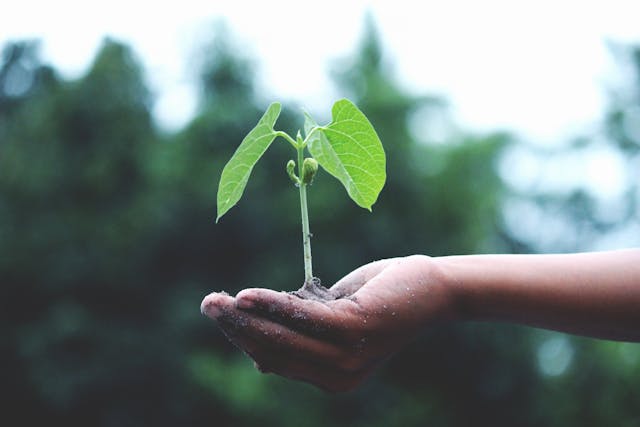 What Is an Ecosystem?
