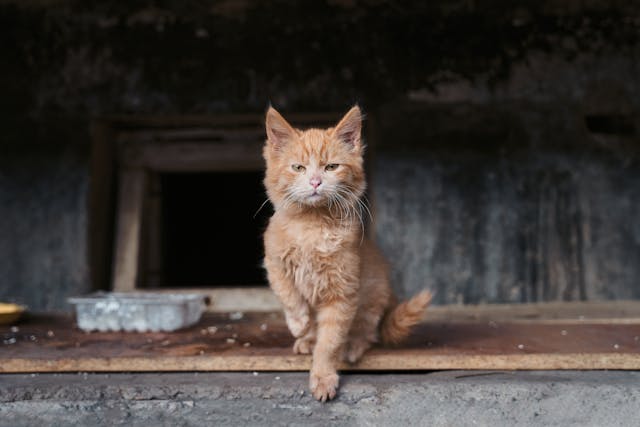 What Is Animal Welfare?