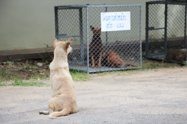 How You Can Help Animals