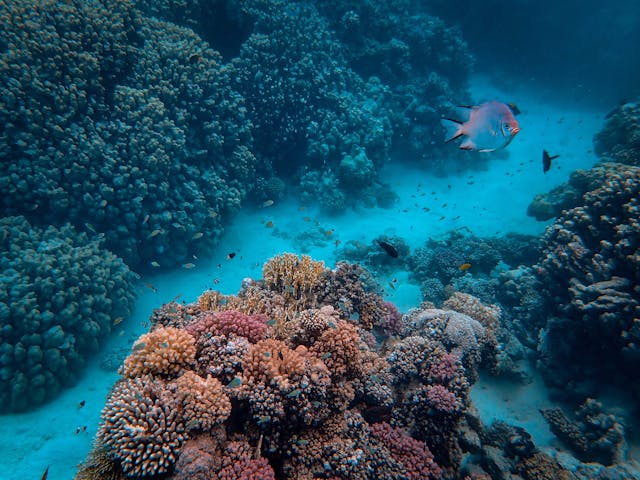 What Is an Ecosystem?