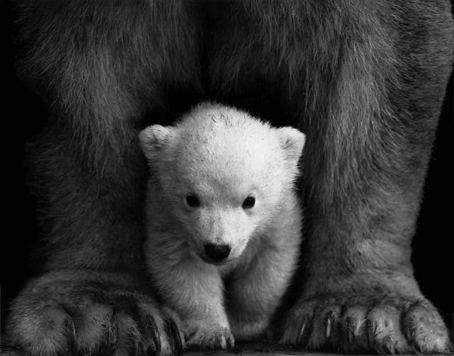 Why Protecting Animals Is Important