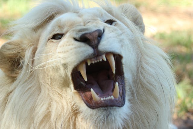 What Is Wildlife Trafficking?